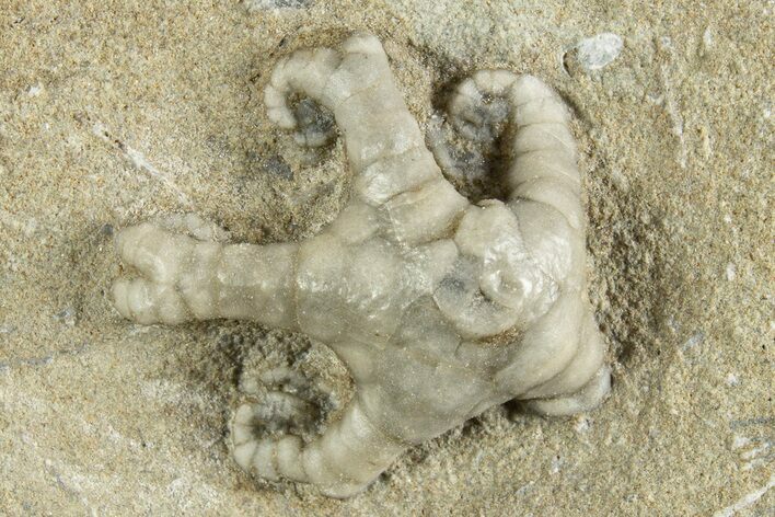 Fossil Crinoid (Onychocrinus) - Crawfordsville, Indiana #344762